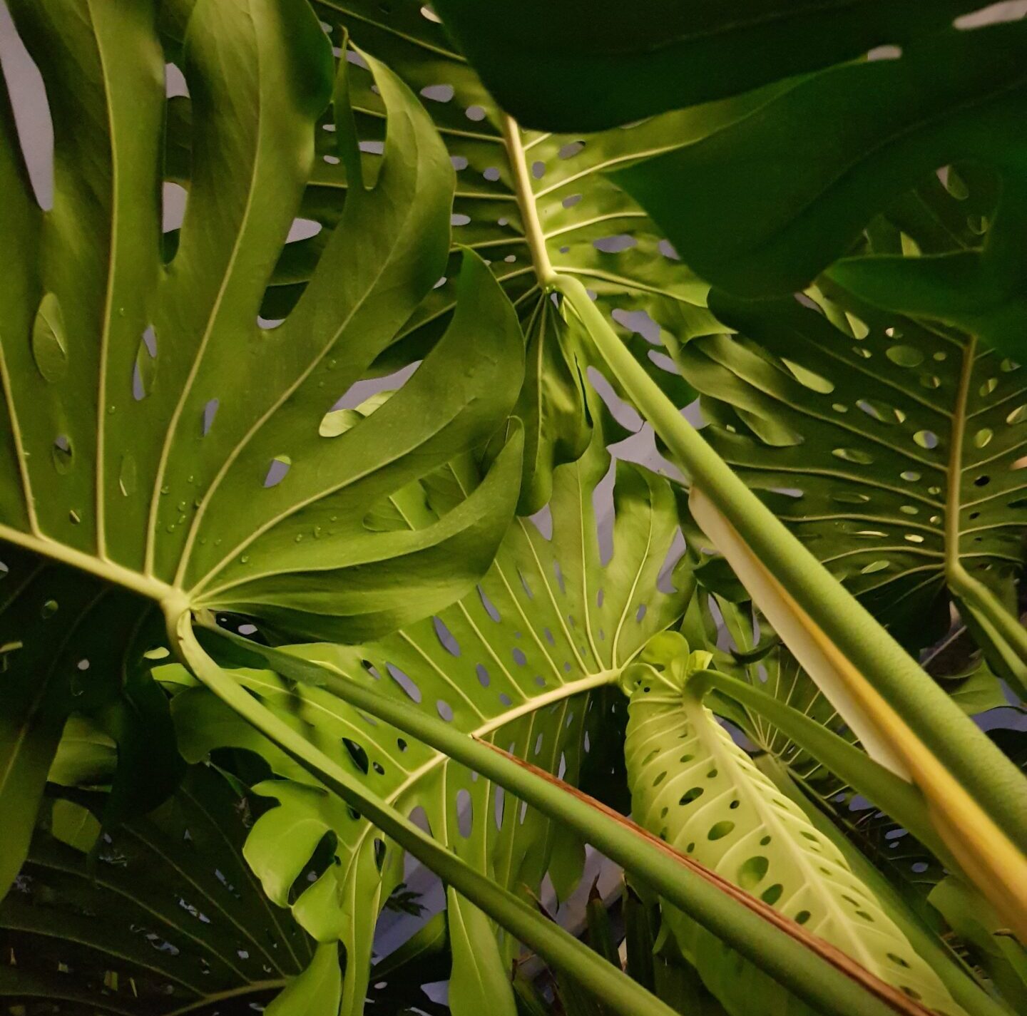 Umzug einer gigantischen Monstera Deliciosa