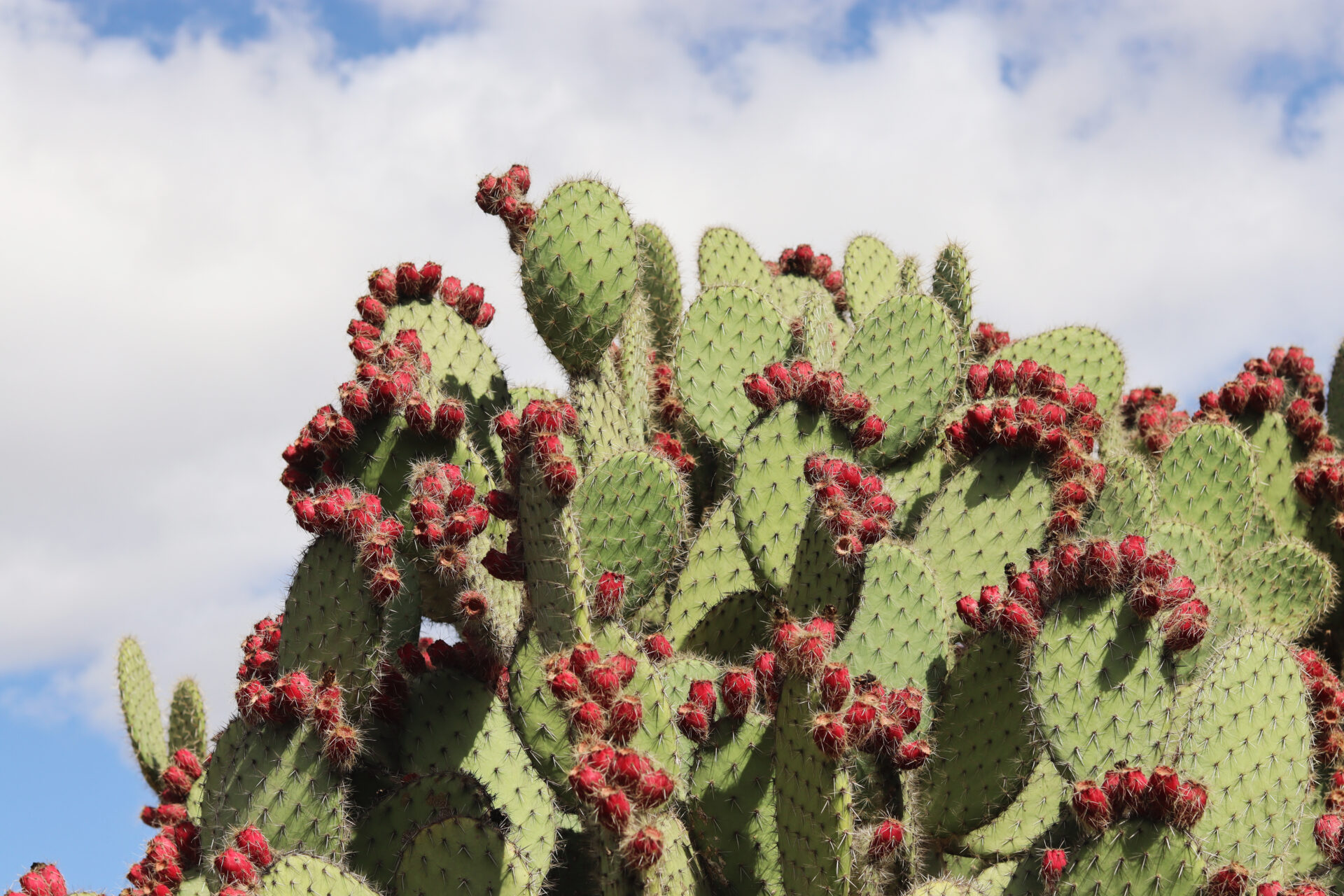 Botanischer Garten von Ses Salines: Ein Ausflug zwischen Palmen und Kakteen